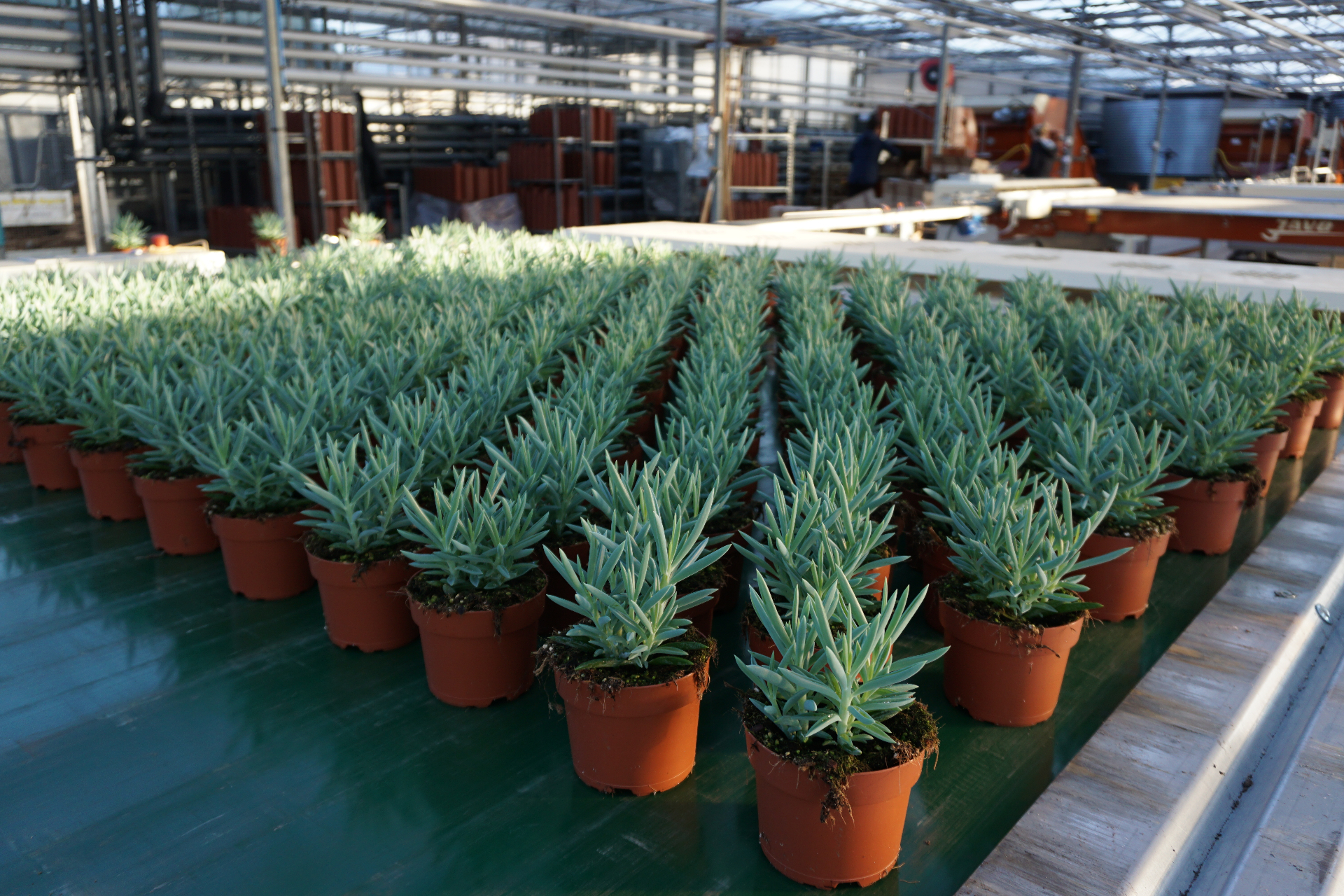 Bufferbanden - thumbnail 5