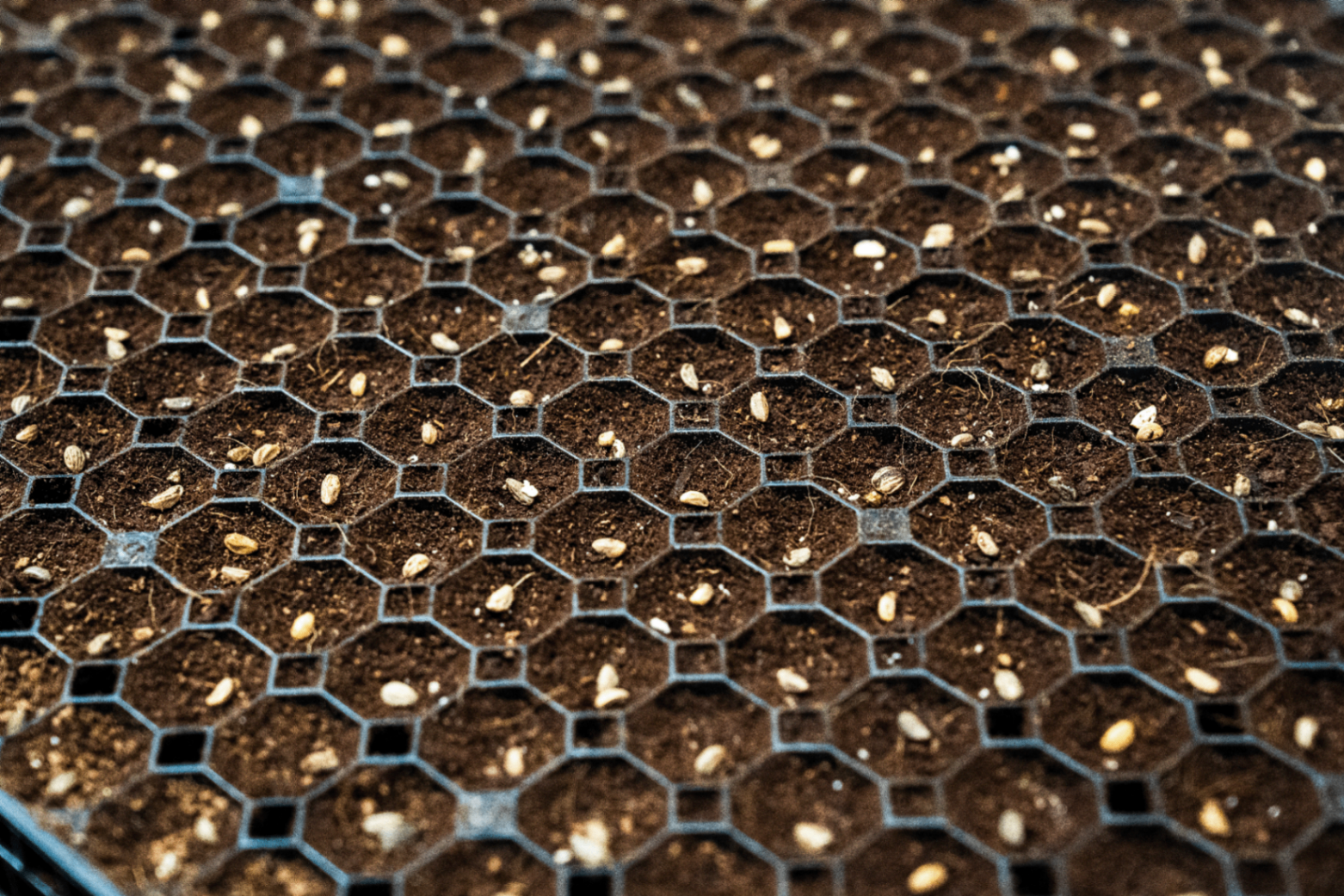 Tray zaailijn - foto 3